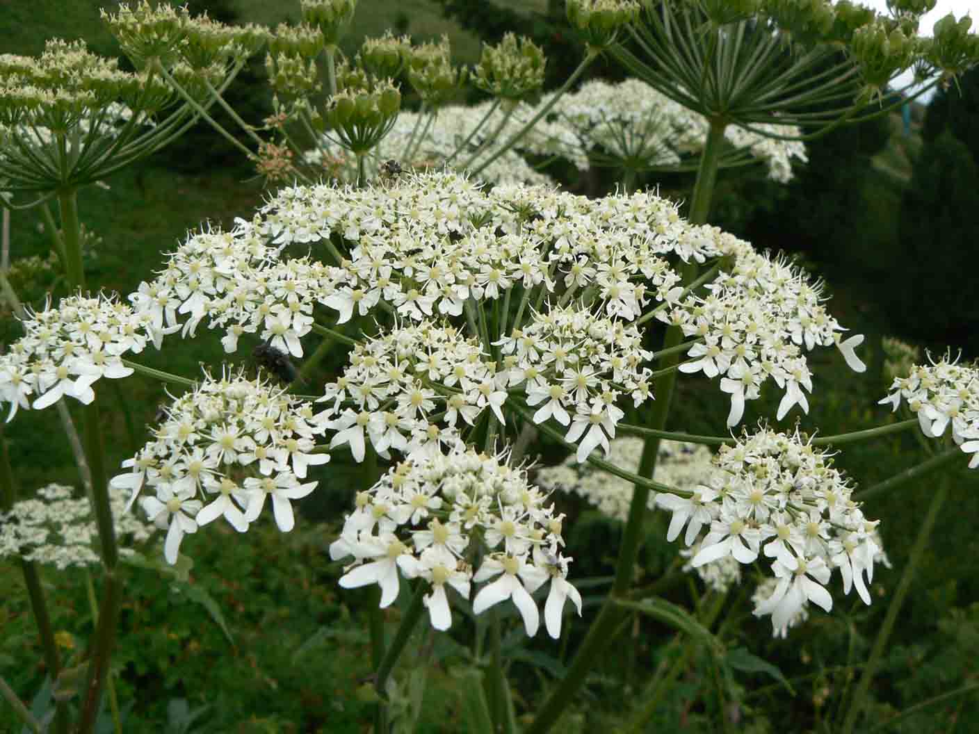 Heracleum sphondylium var. angustifolium